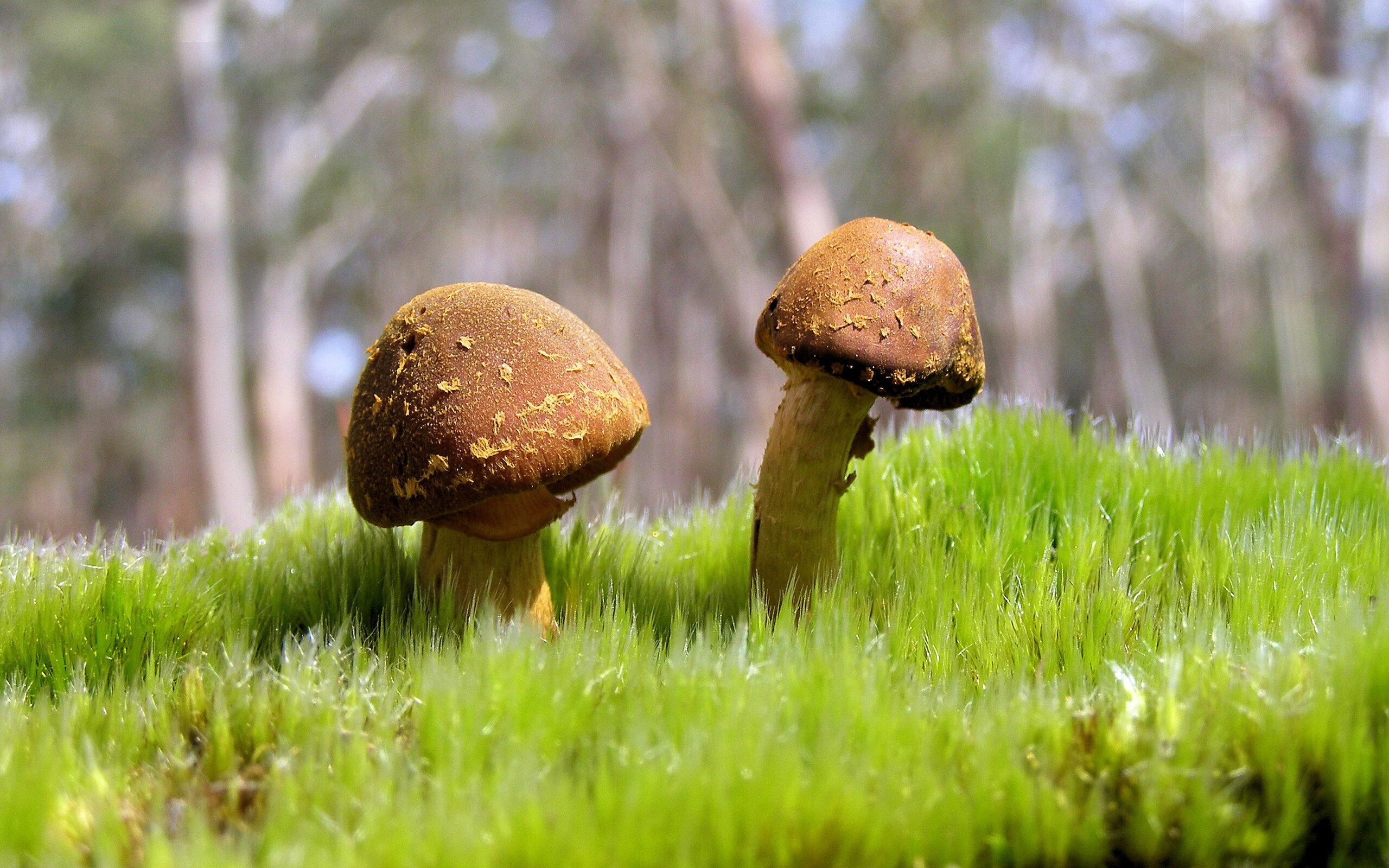 NBA参与的电竞俱乐部启动扩张计划,nba电竞职业联赛