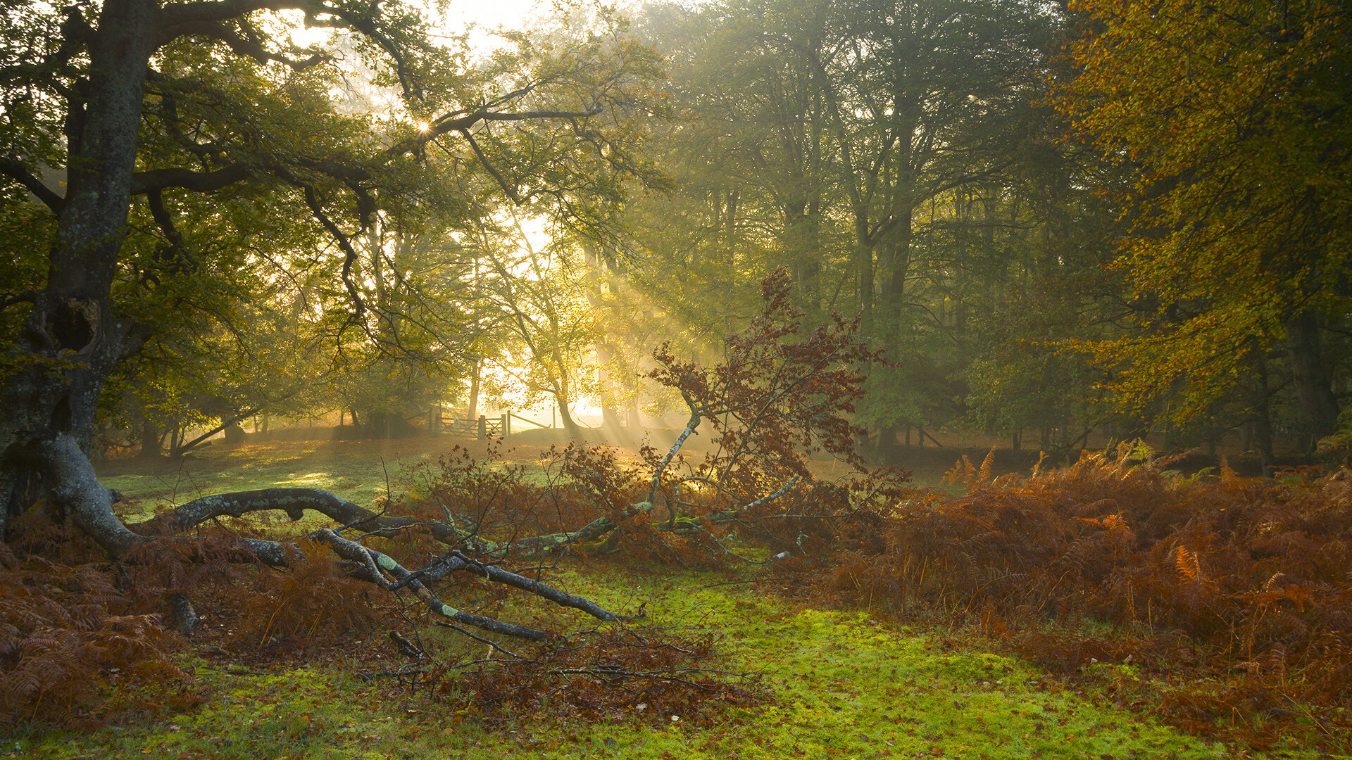 博卡青年新赛季开局强势,博卡青年2021赛季主场球衣
