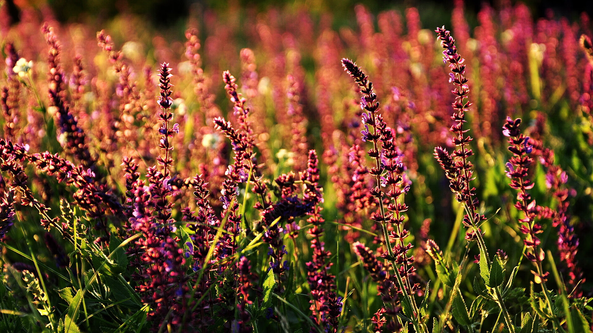 开云-曼城高位抢断频频化解对方进攻，曼城进攻战术