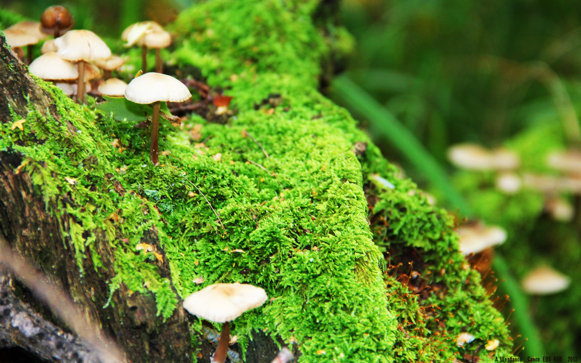 巴尔：全黑队防线的坚固屏障，每次拦截都精准无误，足球巴尔